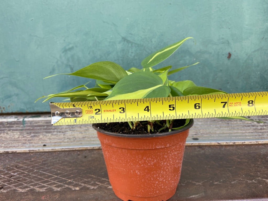 Philodendron "Brasil" - 6" - The Succulent City
