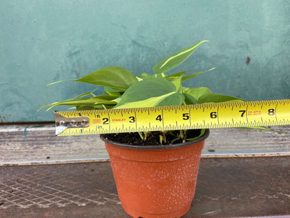 Philodendron "Brasil" - 6" - The Succulent City