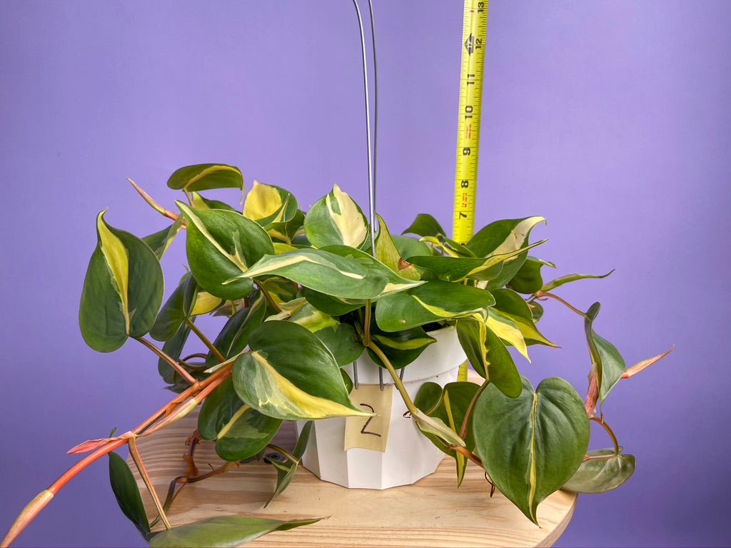 Philodendron "Brasil" - 6" - The Succulent City