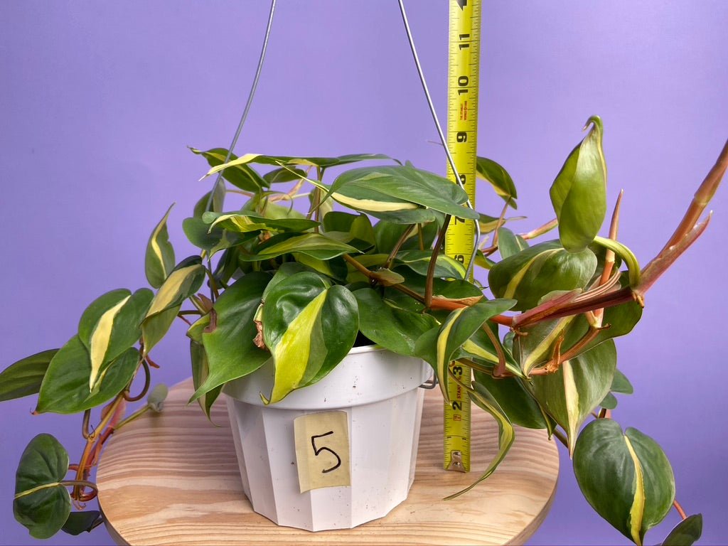 Philodendron "Brasil" - 6" - The Succulent City