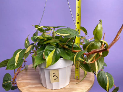 Philodendron "Brasil" - 6" - The Succulent City