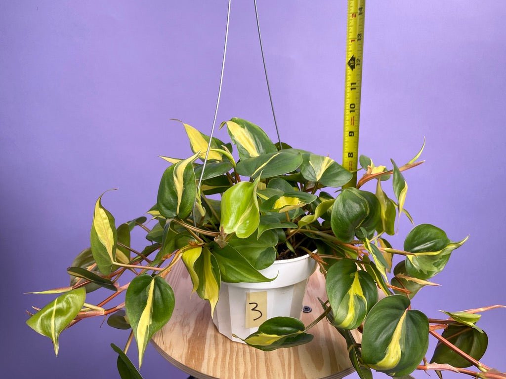 Philodendron "Brasil" - 6" - The Succulent City