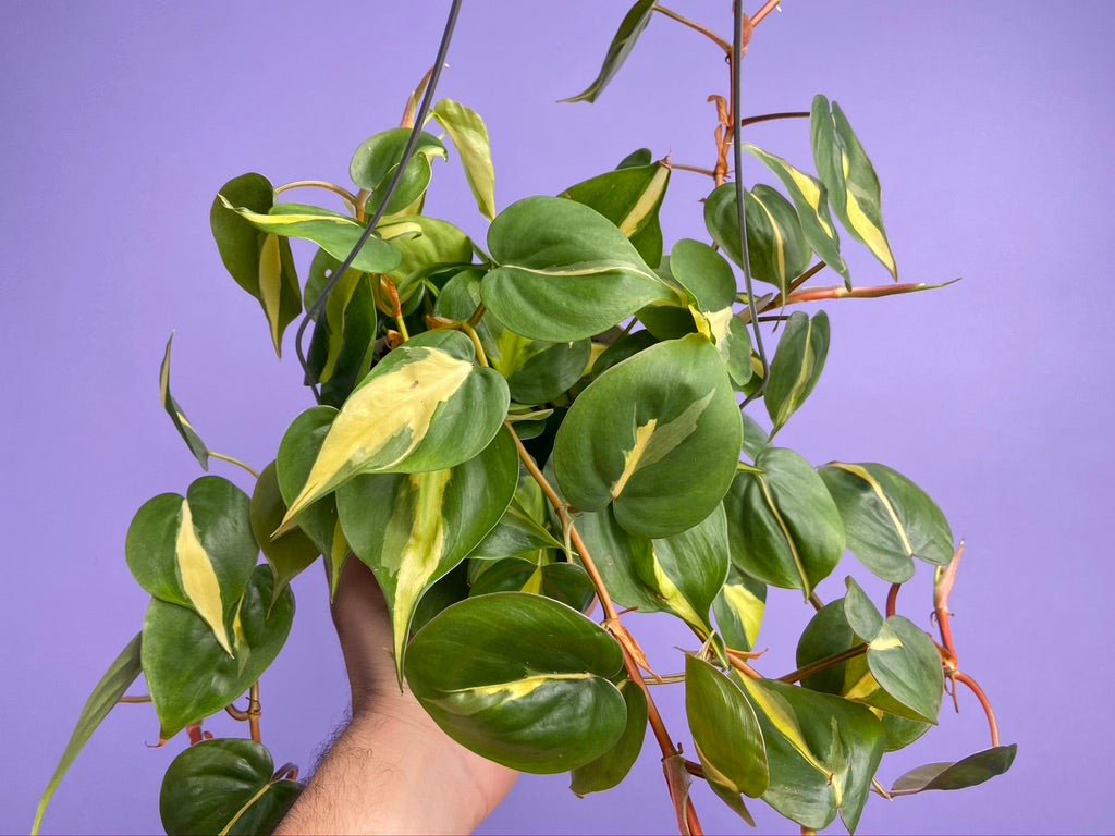 Philodendron "Brasil" - 6" - The Succulent City