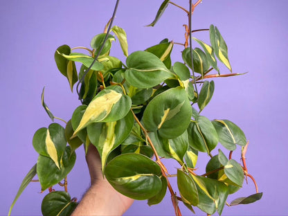 Philodendron "Brasil" - 6" - The Succulent City