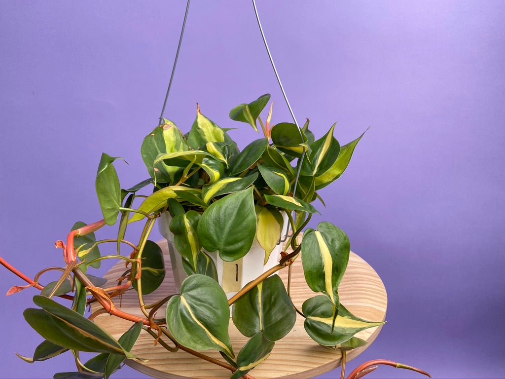 Philodendron "Brasil" - 6" - The Succulent City