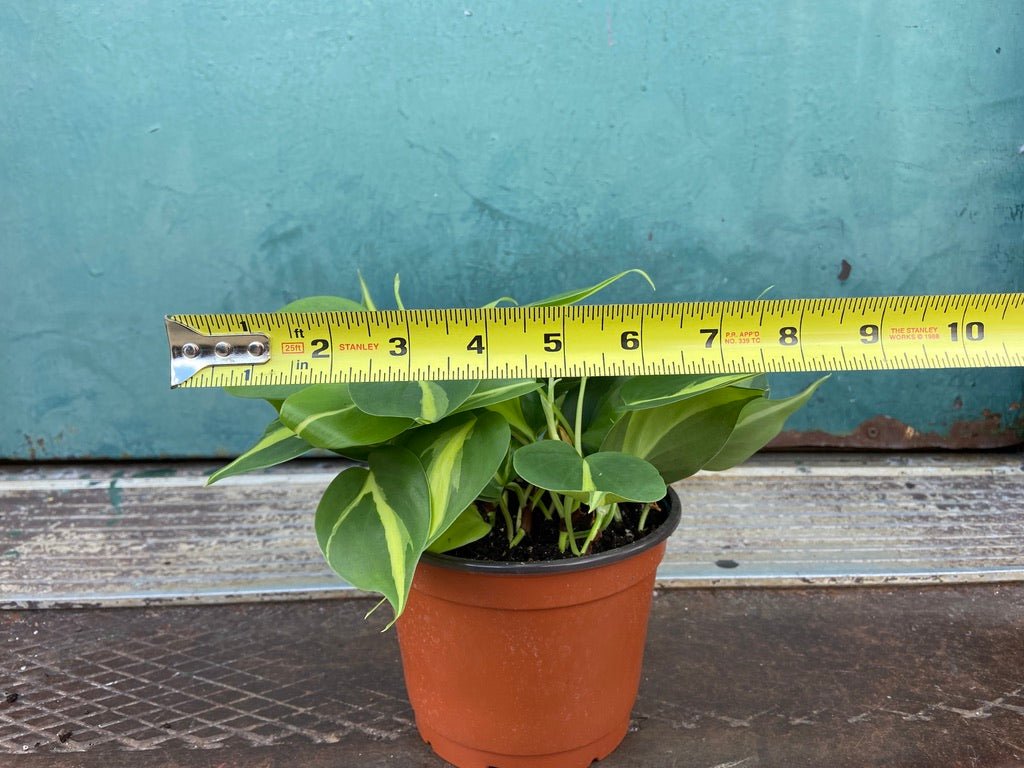 Philodendron "Brasil" - 6" - The Succulent City