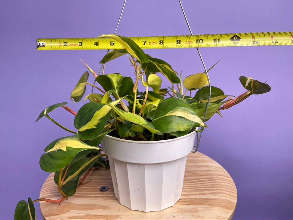 Philodendron "Brasil" - 6" - The Succulent City