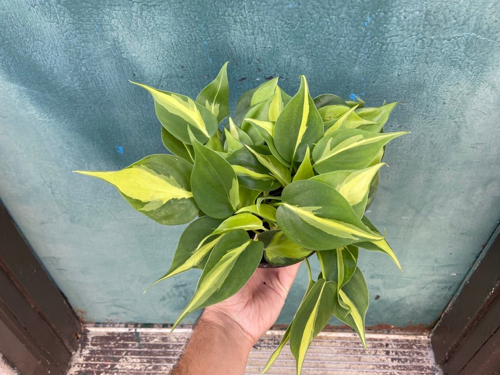 Philodendron "Brasil" - 6" - The Succulent City