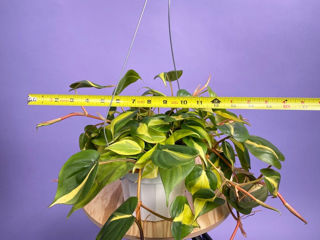 Philodendron "Brasil" - 6" - The Succulent City