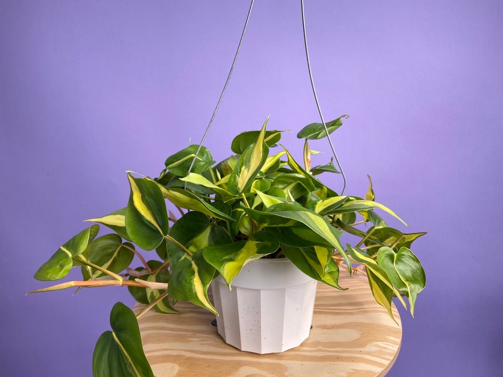 Philodendron "Brasil" - 6" - The Succulent City