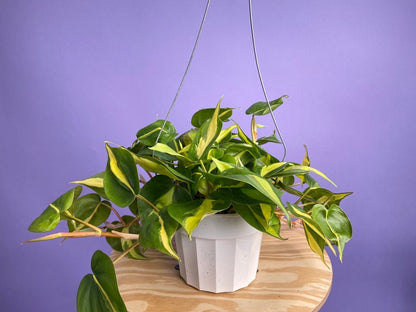 Philodendron "Brasil" - 6" - The Succulent City