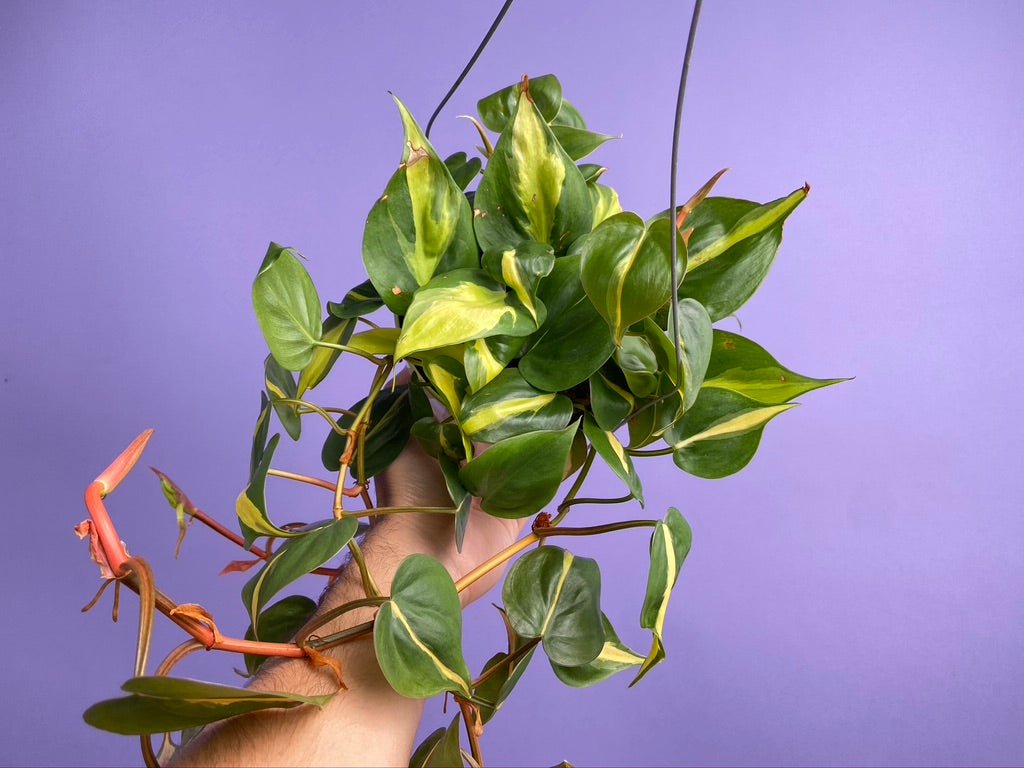Philodendron "Brasil" - 6" - The Succulent City