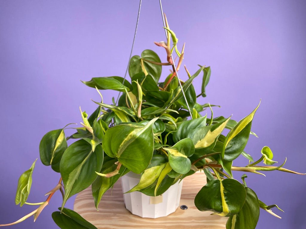 Philodendron "Brasil" - 6" - The Succulent City