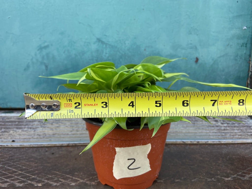 Philodendron "Brasil" - 6" - The Succulent City
