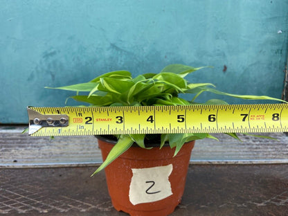 Philodendron "Brasil" - 6" - The Succulent City