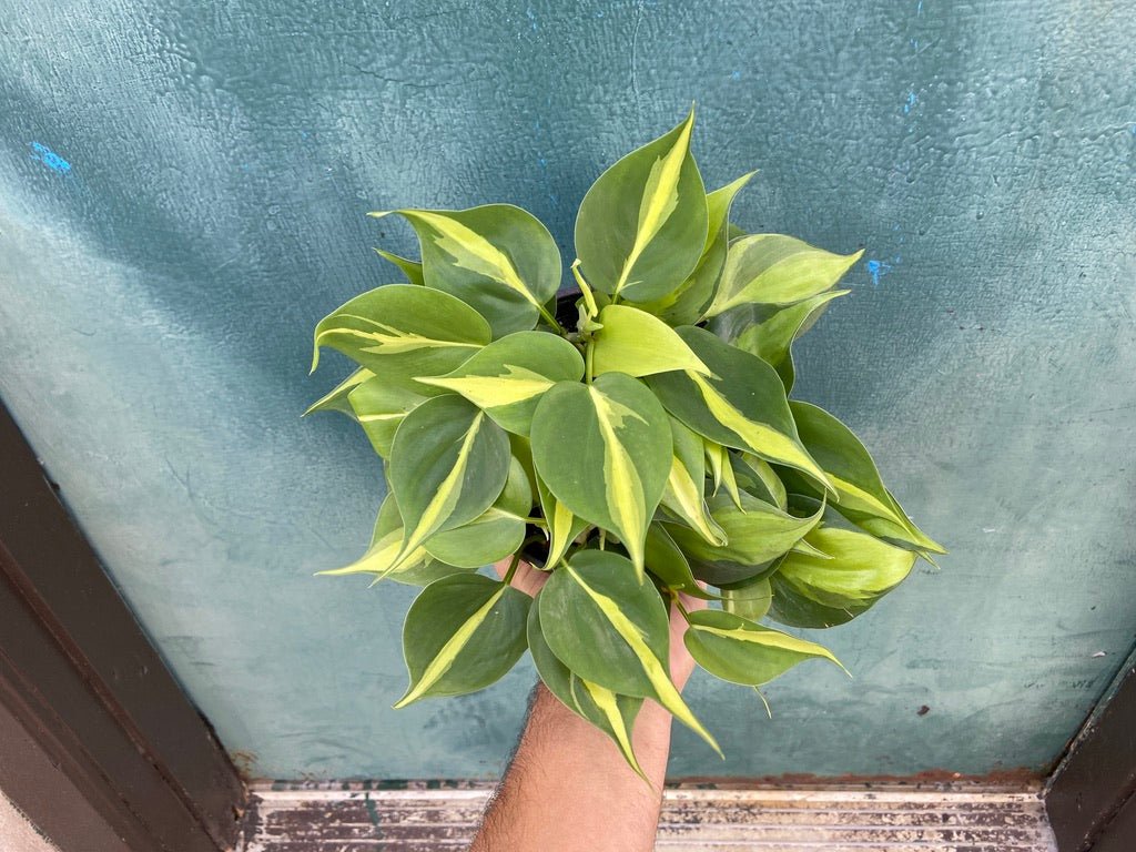 Philodendron "Brasil" - 6" - The Succulent City