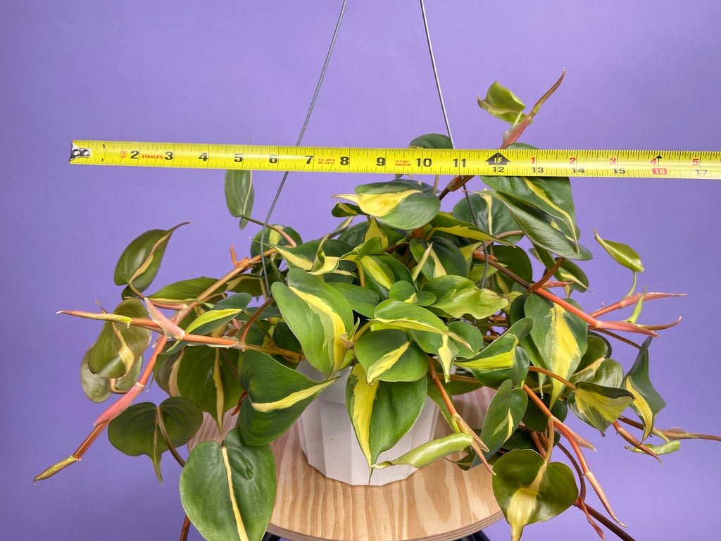 Philodendron "Brasil" - 6" - The Succulent City