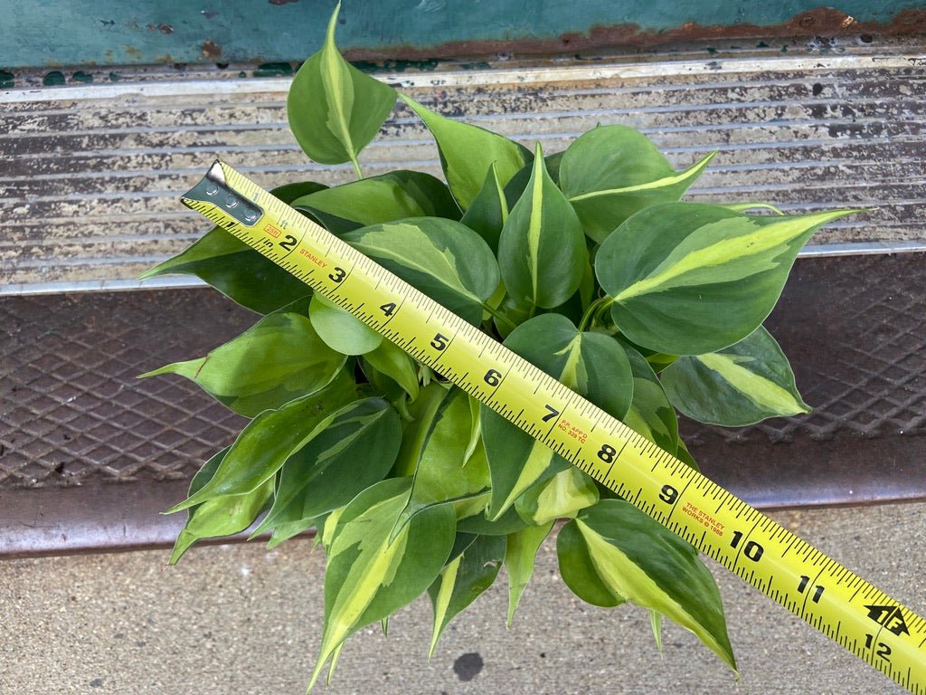 Philodendron "Brasil" - 6" - The Succulent City