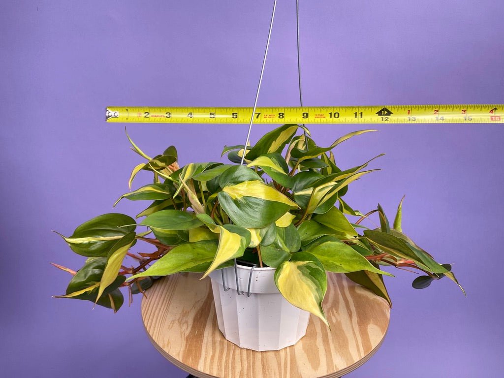Philodendron "Brasil" - 6" - The Succulent City
