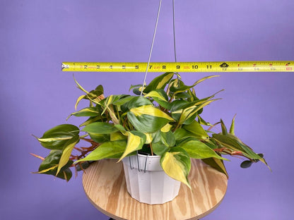 Philodendron "Brasil" - 6" - The Succulent City