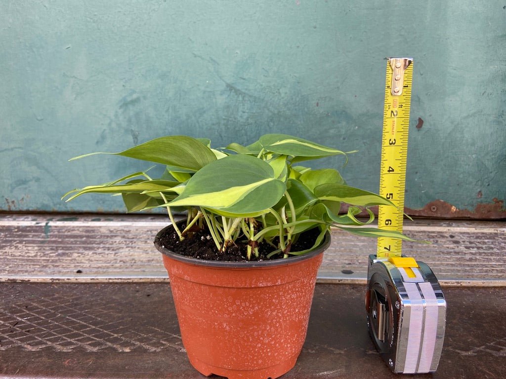 Philodendron "Brasil" - 6" - The Succulent City