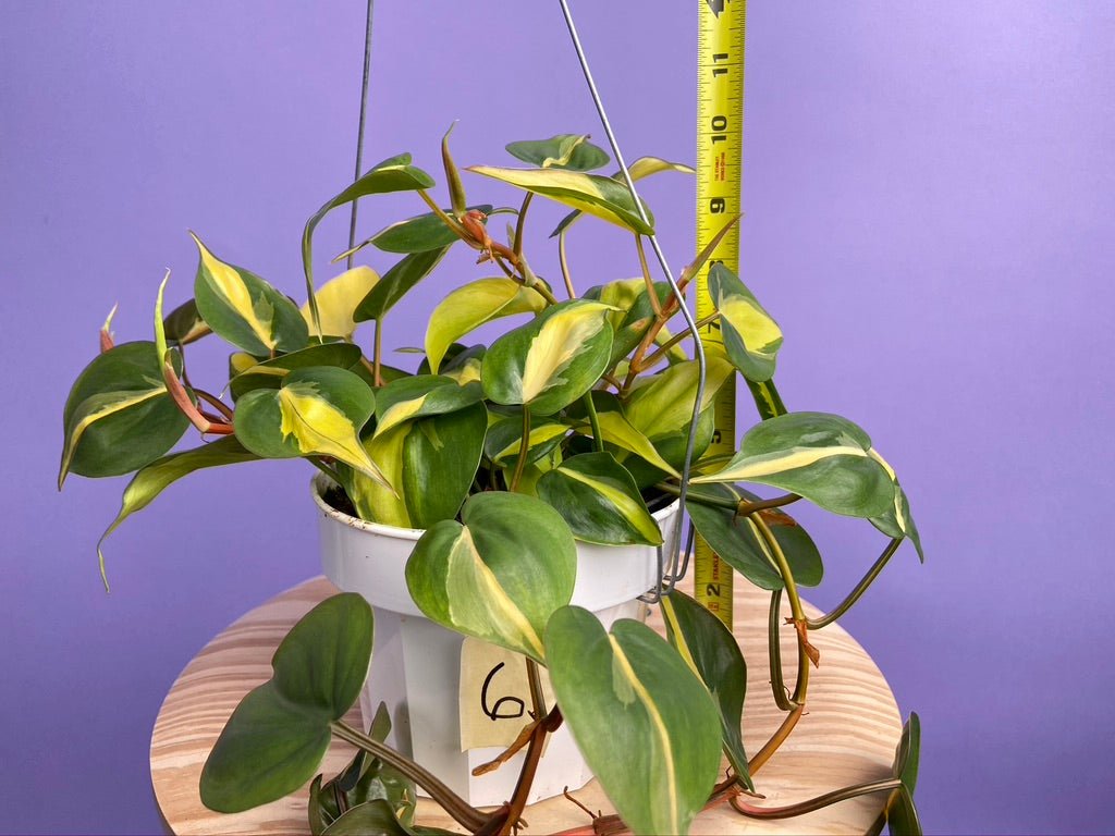 Philodendron "Brasil" - 6" - The Succulent City