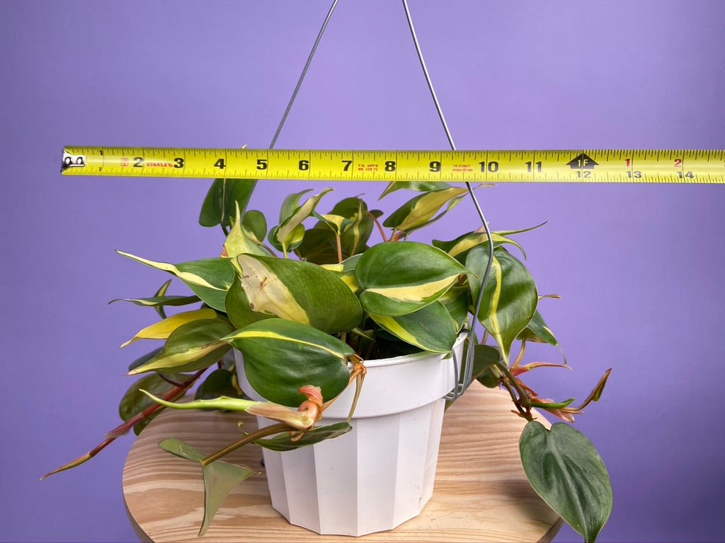Philodendron "Brasil" - 6" - The Succulent City
