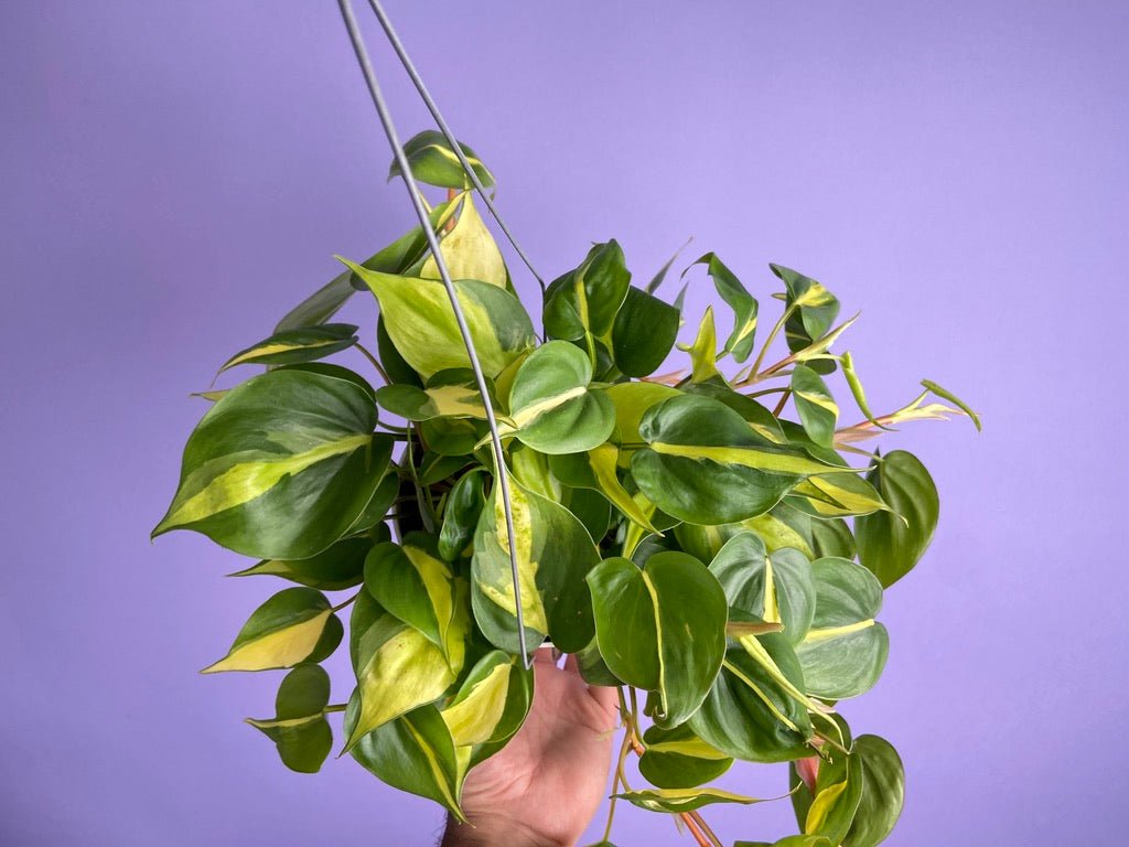 Philodendron "Brasil" - 6" - The Succulent City