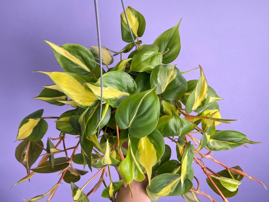 Philodendron "Brasil" - 6" - The Succulent City
