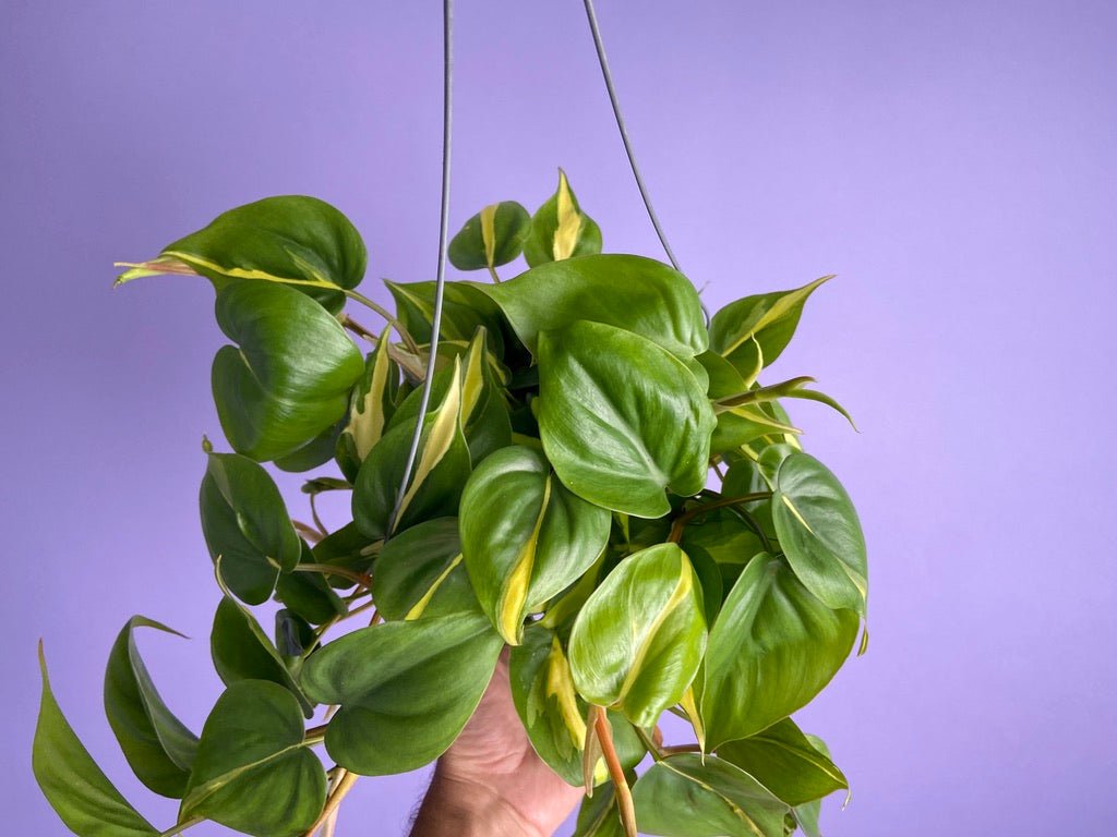 Philodendron "Brasil" - 6" - The Succulent City