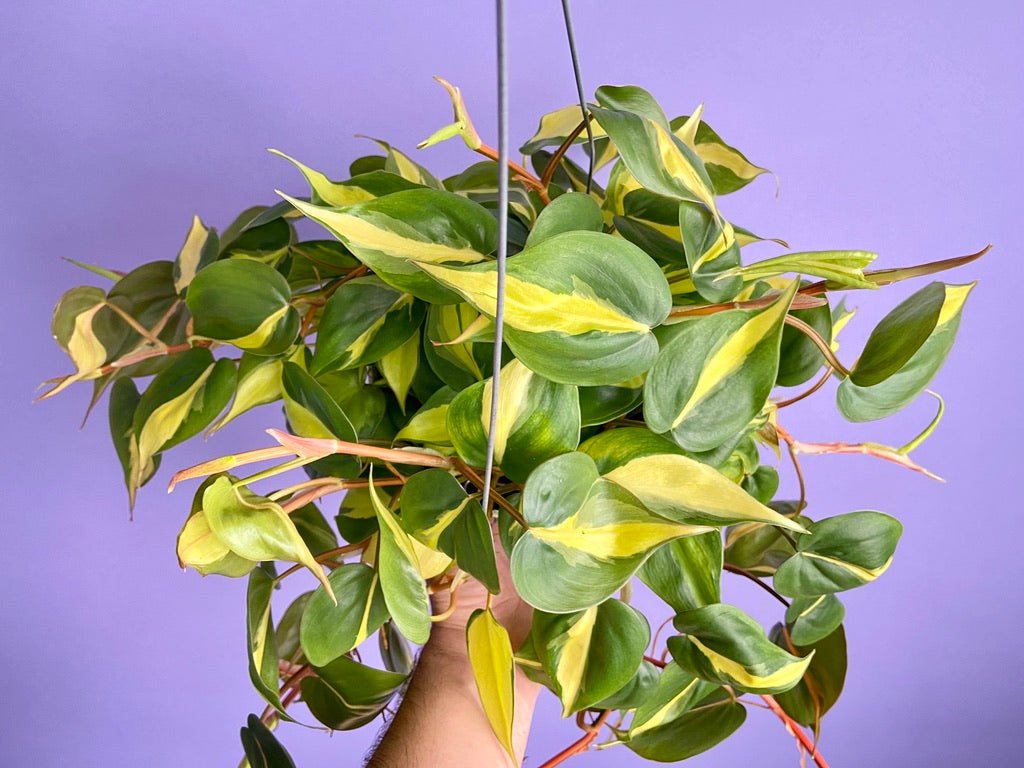 Philodendron "Brasil" - 6" - The Succulent City