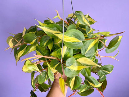 Philodendron "Brasil" - 6" - The Succulent City