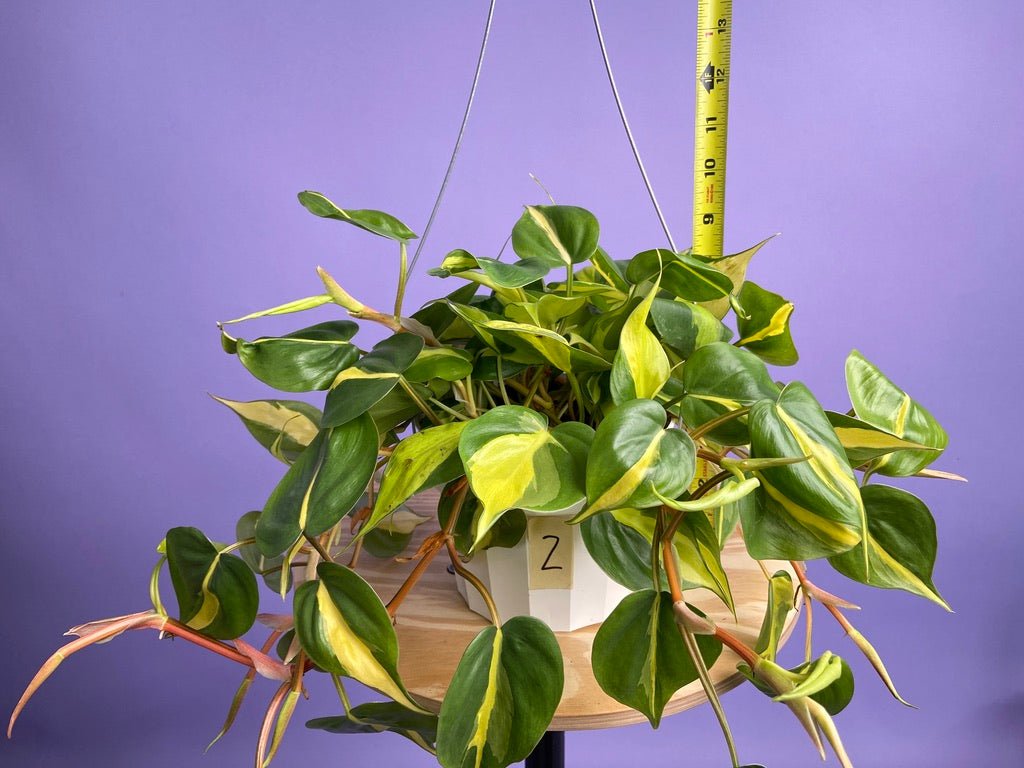 Philodendron "Brasil" - 6" - The Succulent City
