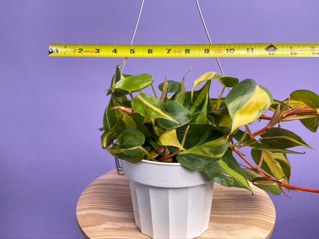Philodendron "Brasil" - 6" - The Succulent City