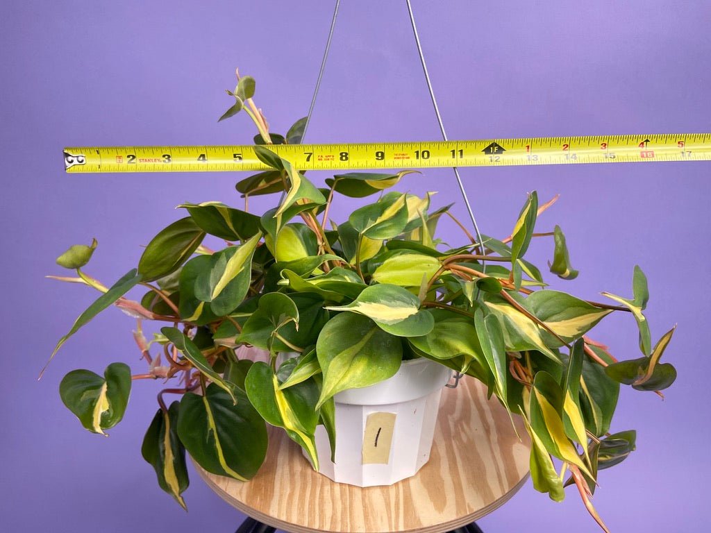 Philodendron "Brasil" - 6" - The Succulent City