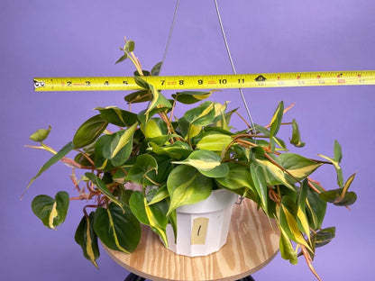 Philodendron "Brasil" - 6" - The Succulent City