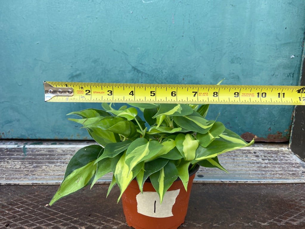Philodendron "Brasil" - 6" - The Succulent City