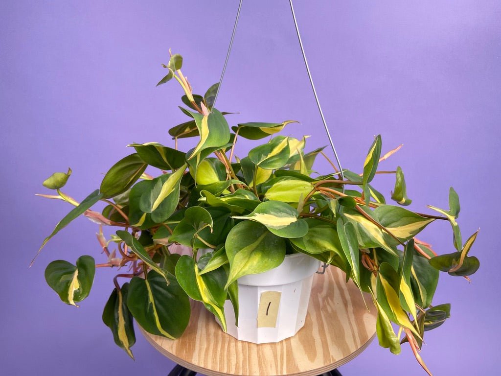 Philodendron "Brasil" - 6" - The Succulent City