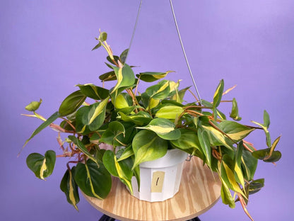 Philodendron "Brasil" - 6" - The Succulent City