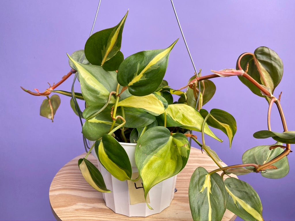Philodendron "Brasil" - 6" - The Succulent City