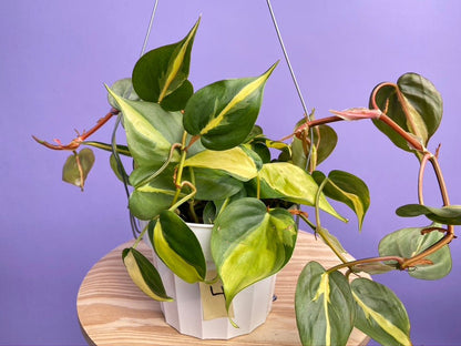 Philodendron "Brasil" - 6" - The Succulent City