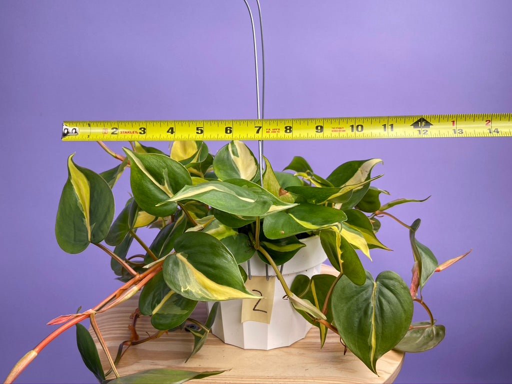 Philodendron "Brasil" - 6" - The Succulent City