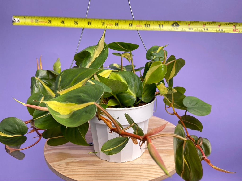 Philodendron "Brasil" - 6" - The Succulent City