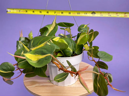 Philodendron "Brasil" - 6" - The Succulent City