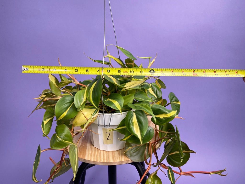 Philodendron "Brasil" - 6" - The Succulent City