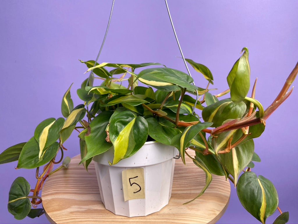 Philodendron "Brasil" - 6" - The Succulent City