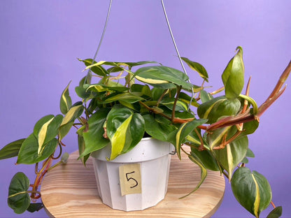 Philodendron "Brasil" - 6" - The Succulent City