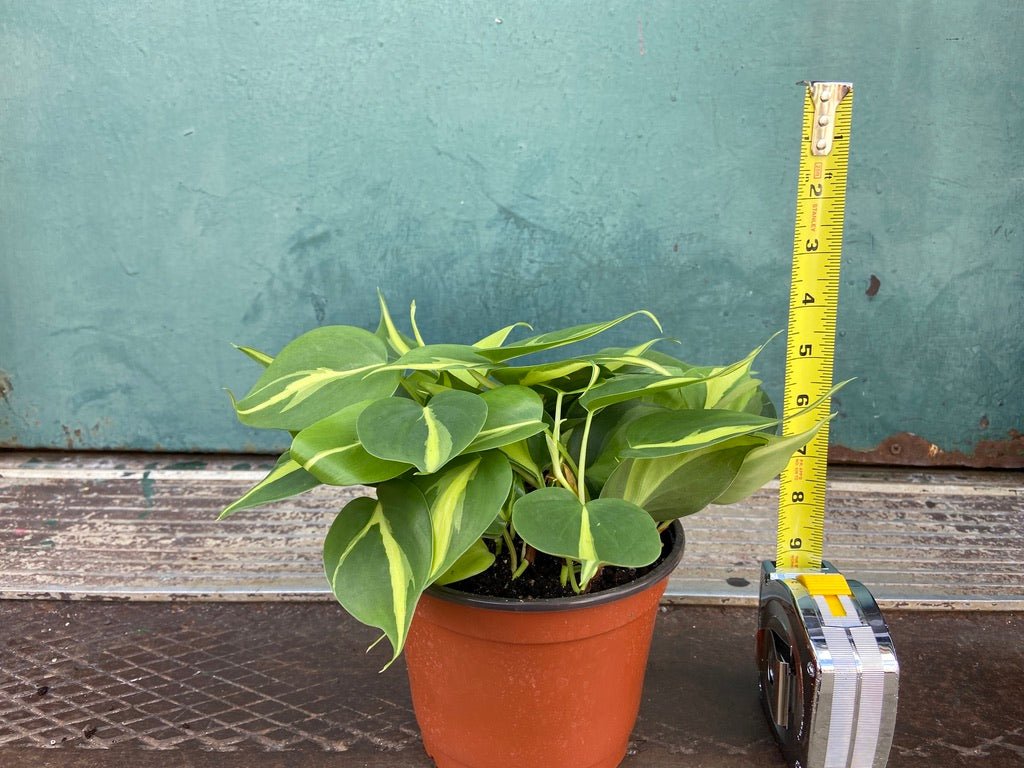 Philodendron "Brasil" - 6" - The Succulent City