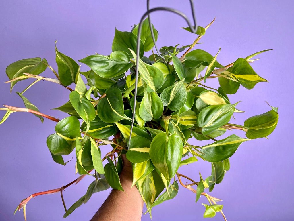 Philodendron "Brasil" - 6" - The Succulent City