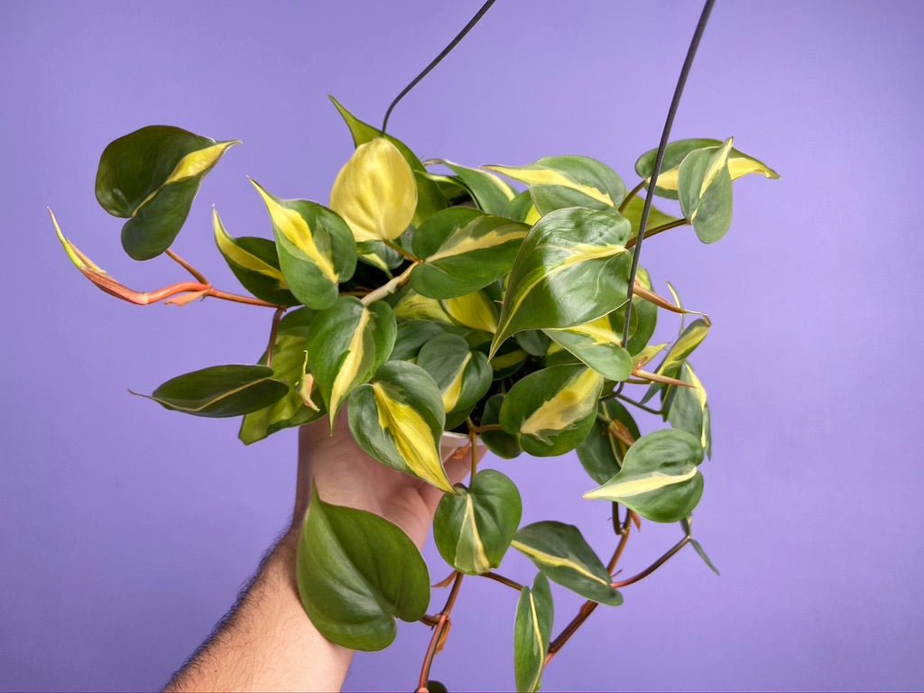 Philodendron "Brasil" - 6" - The Succulent City